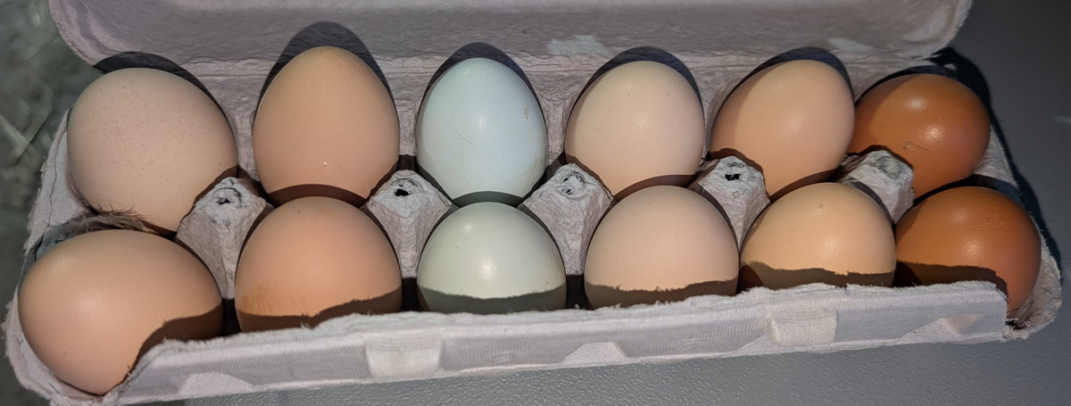 Chicken Eggs