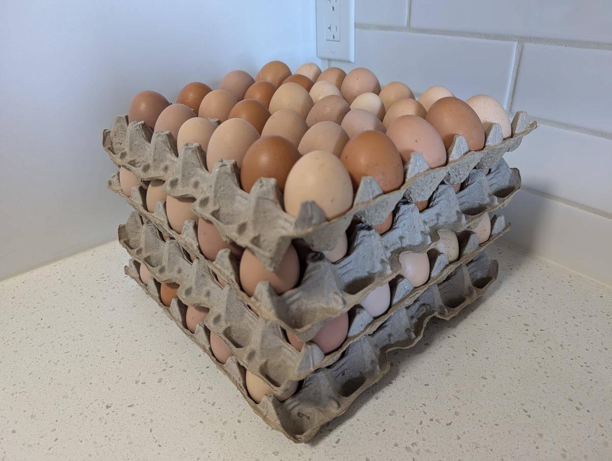 Chicken Eggs